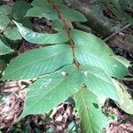 Tachigali guianensis Leaf