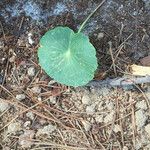 Hydrocotyle incrassata Habit