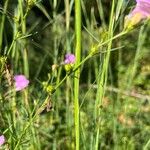 Agalinis purpurea Fruit