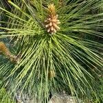 Pinus coulteri Hoja