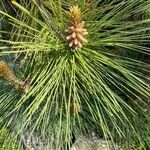 Pinus coulteri Fuelha