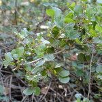 Rhamnus crocea Агульны выгляд