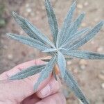 Salvia apiana Leaf