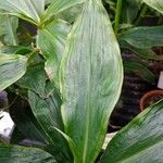 Tradescantia zanonia List