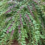 Callicarpa dichotoma Yaprak