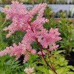 Astilbe rubra ফুল