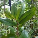 Erythroxylum laurifolium Leaf