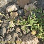 Calendula tripterocarpa Outro