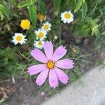 Cosmos parviflorus Квітка