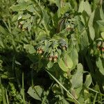 Cerinthe glabra Vekstform