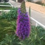 Echium candicansFlower