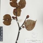 Exbucklandia populnea Otro