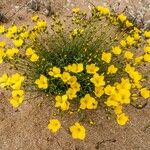 Linum tauricum Habit