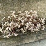 Sedum dasyphyllum ശീലം