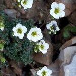 Saxifraga caesia Fula