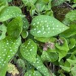 Pulmonaria affinis Likasa