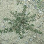 Polygonum plebeium Habitat