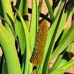 Aloe thraskii Lorea