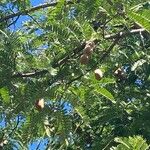 Tamarindus indica Fruit