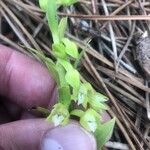 Epipactis phyllanthes Квітка