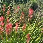 Watsonia borbonica Blatt