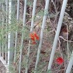 Callistemon brachyandrus