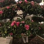 Camellia japonica Συνήθη χαρακτηριστικά