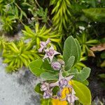 Calotropis gigantea Flor