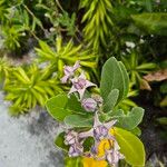 Calotropis gigantea Flors