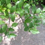 Cotoneaster hebephyllus Leaf