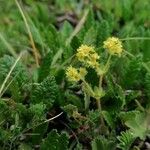 Alchemilla fissa Květ