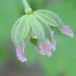 Thalictrum foetidum Flower