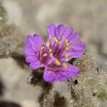 Allionia incarnata Flower