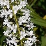 Lysimachia ephemerum Fleur