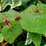 Hypericum × inodorum Levél