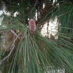 Pinus canariensis List