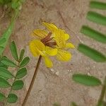 Hippocrepis areolata Flower