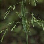 Torreyochloa pallida Συνήθη χαρακτηριστικά