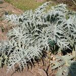 Cynara scolymus Máis