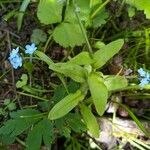 Myosotis arvensis Feuille