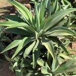 Agave shaferi Листок