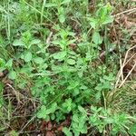 Galium rotundifolium Φύλλο