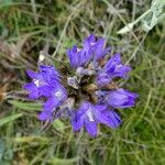 Campanula glomerata Цветок