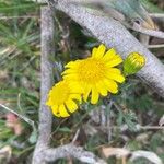 Senecio leucanthemifolius 花