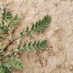 Astragalus sesameus Leaf