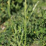 Trisetaria panicea Blad