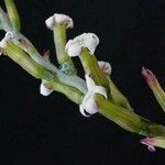 Adromischus inamoenus Flor