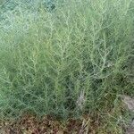 Salsola kali موطن