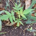 Rhus glabra Hoja
