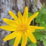 Arnica cordifolia花